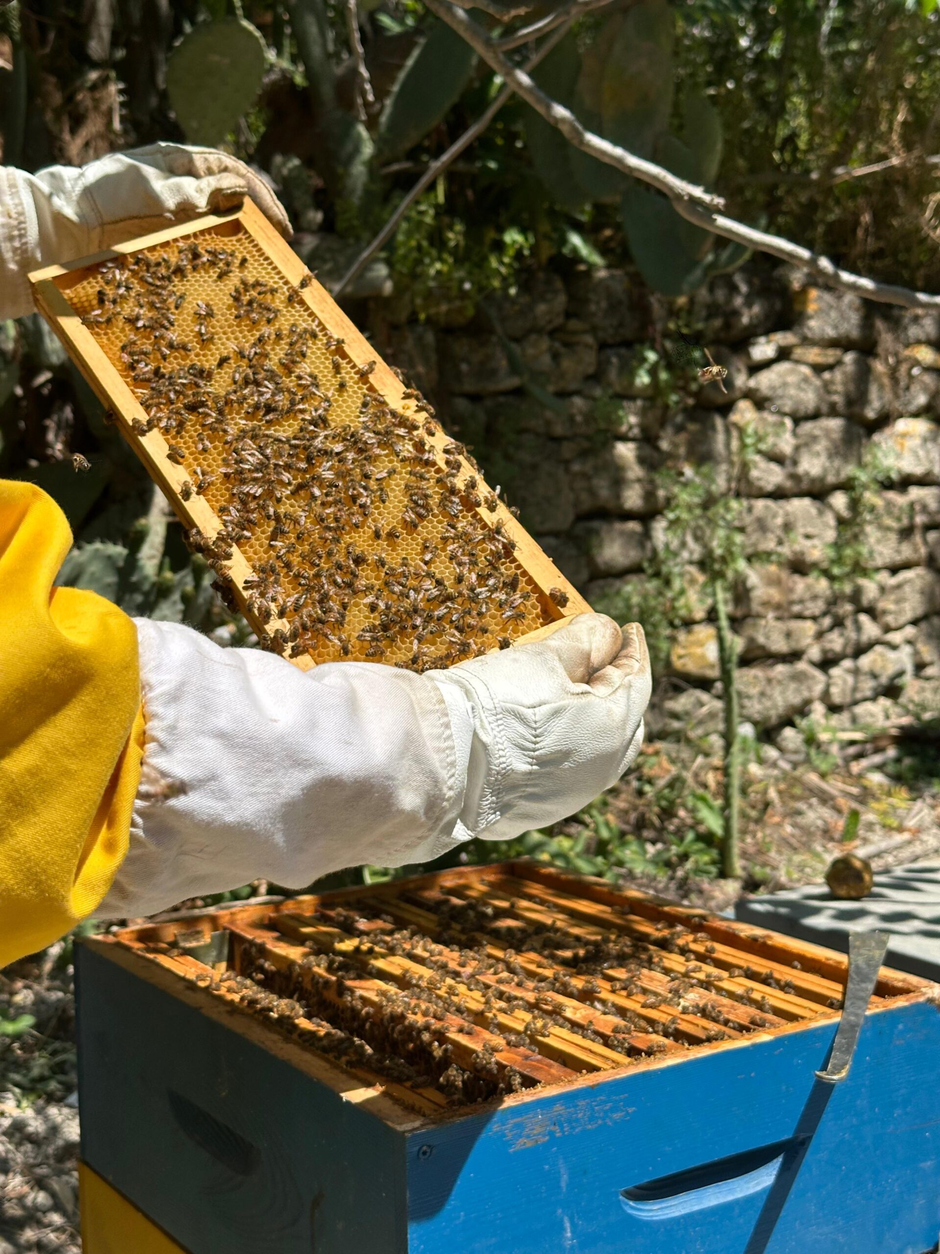 Il lavoro in apiario.